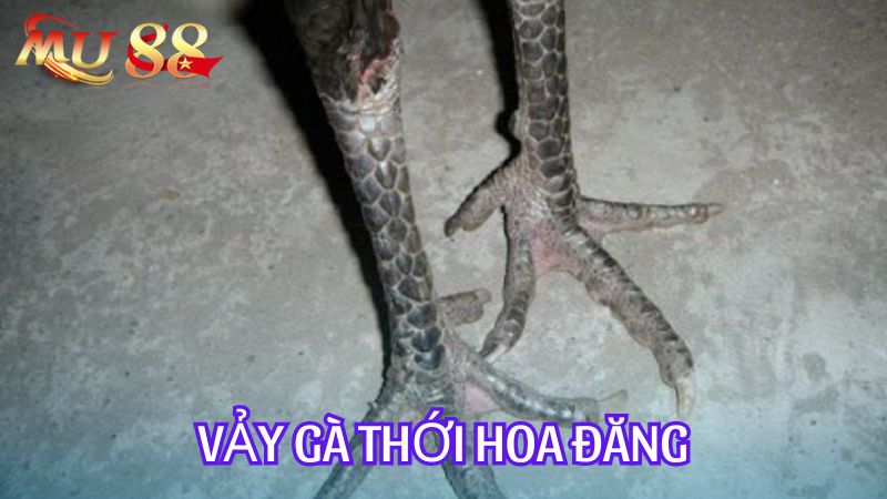 Vảy gà thới hoa đăng là loại vảy đặc biệt vì nó lạ và hiếm